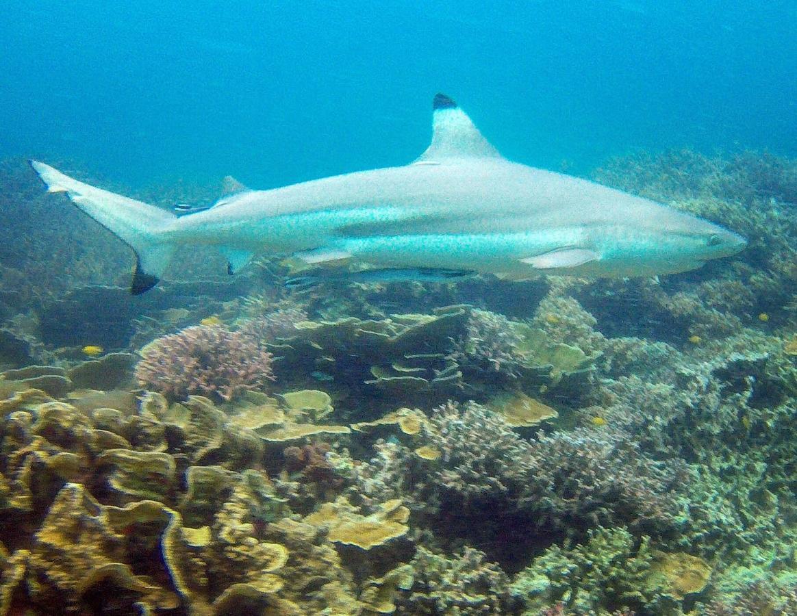 Go Deeper Tioman Hotel Ngoại thất bức ảnh